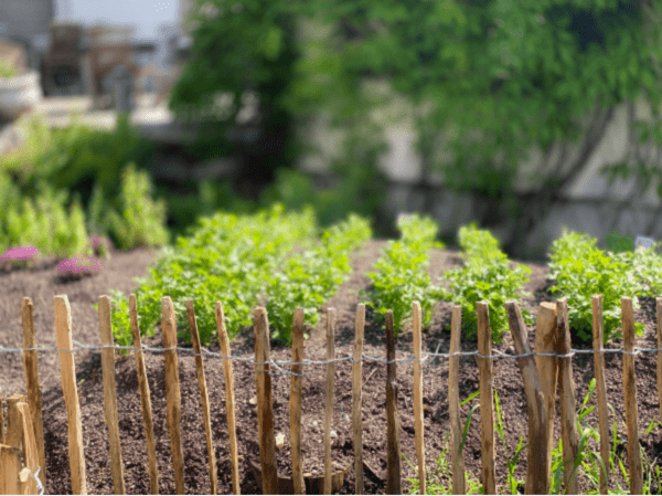 Garten_Huegelbeet_Koriander_