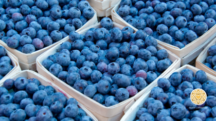 Heidelbeeren bei Gastritis