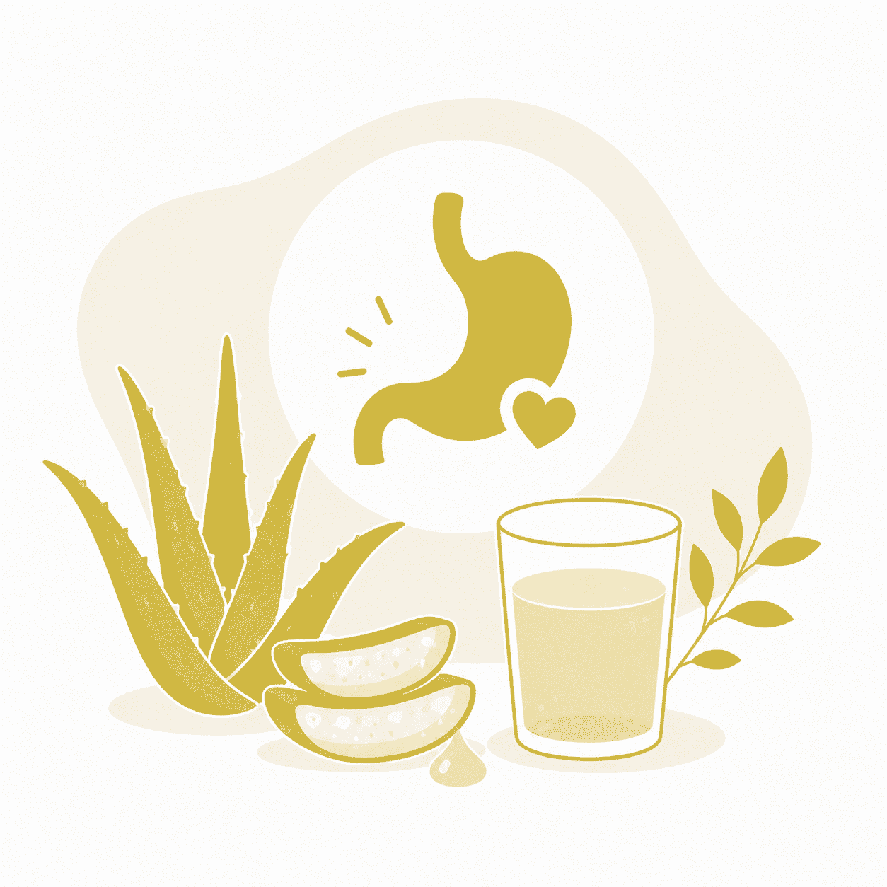 Aloe Vera Gastritis: beruhigt sie deinen Magen wirklich?